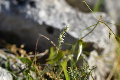 Sesleria autumnalis
