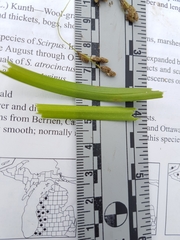 Scirpus pedicellatus