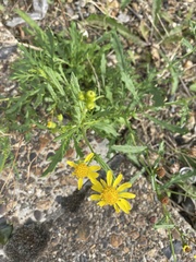 Senecio squalidus