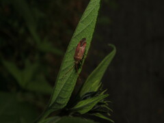 Pantilius tunicatus