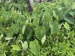 Colocasia