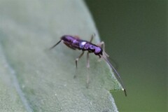 Pseudoxenetus regalis