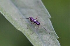 Pseudoxenetus regalis