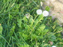 Taraxacum