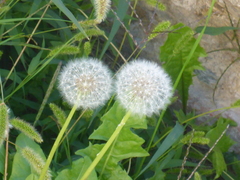 Taraxacum
