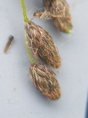 Scirpus pedicellatus