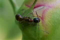 Camponotus americanus