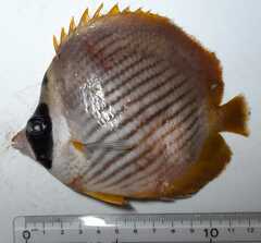 Chaetodon adiergastos