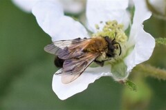 Andrena milwaukeensis