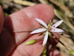 Pelargonium ranunculophyllum