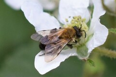 Andrena milwaukeensis