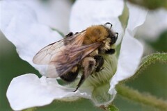 Andrena milwaukeensis