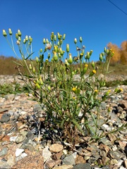 Senecio dubitabilis