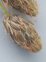 Scirpus pedicellatus
