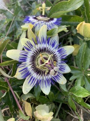 Passiflora caerulea