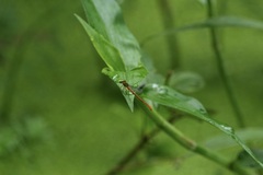 Ceriagrion auranticum