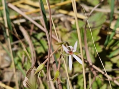 Pelargonium ranunculophyllum
