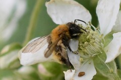 Andrena milwaukeensis