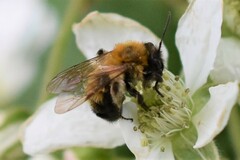 Andrena milwaukeensis