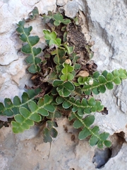 Asplenium ceterach
