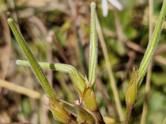 Pelargonium ranunculophyllum
