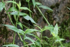 Neurobasis chinensis