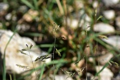 Cleistogenes serotina