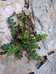 Asplenium ceterach
