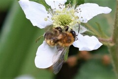 Andrena milwaukeensis