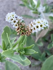 Heliotropium curassavicum