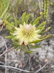 Protea scolymocephala