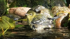 Setophaga castanea