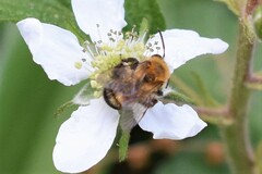 Andrena milwaukeensis