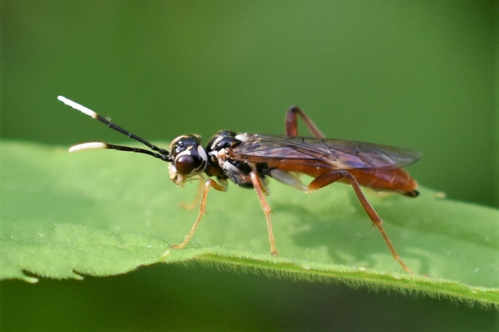 Taxonus pallidicornis