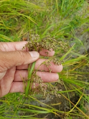 Scirpus pedicellatus
