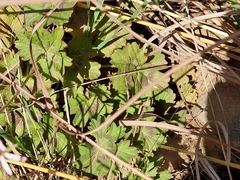 Pelargonium ranunculophyllum