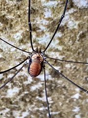 Leiobunum limbatum