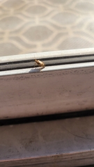 Hemiptera