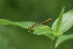 Ceriagrion auranticum