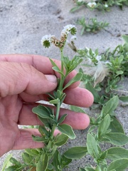 Heliotropium curassavicum