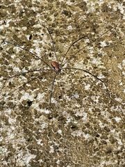Leiobunum limbatum