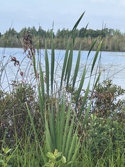 Typha
