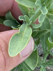 Heliotropium curassavicum