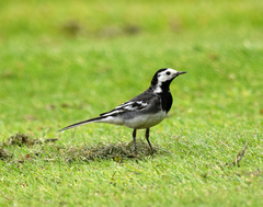 Motacilla alba yarrellii