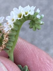 Heliotropium curassavicum