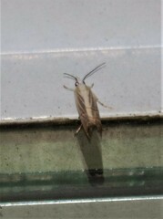 Parapediasia decorellus