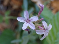 Plumbago europaea