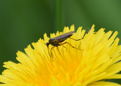 Empis opaca