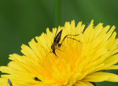 Empis opaca