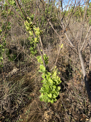Osteospermum moniliferum
